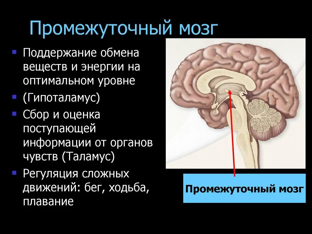 Центры регуляции промежуточного мозга. Функция промежуточного мозга у позвоночных. Функции промежуточного мозга регуляция. Опишите функции промежуточного мозга..