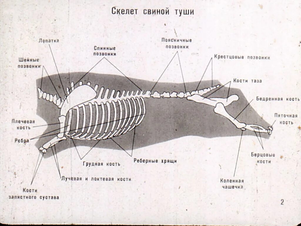 Схема обвалки свиной туши. Обвалка свинины схема. Разделка туши свинины схема. Обвалка свиной туши учебное пособие. Названия частей свиньи