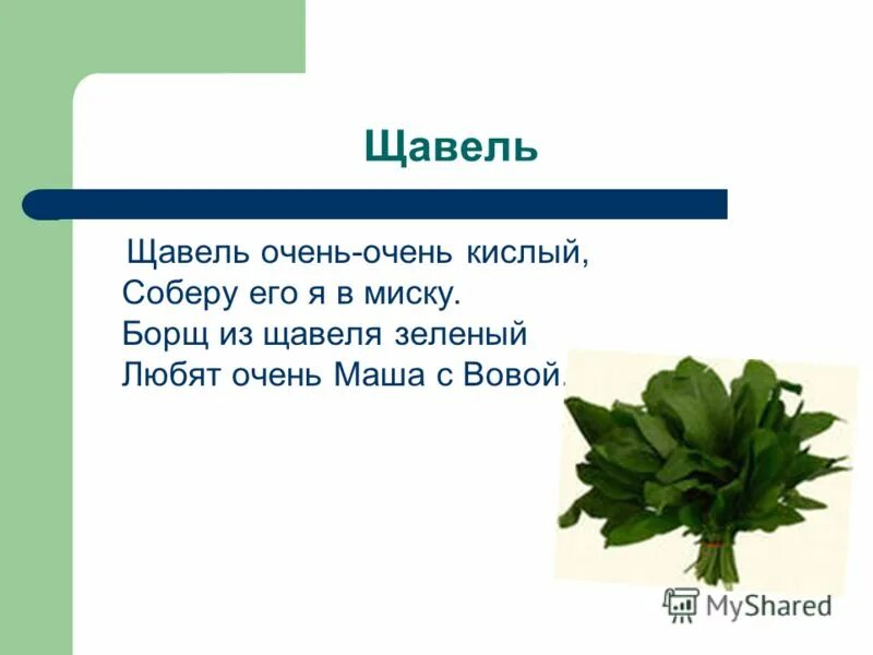 Щавель найти слова. Загадка про щавель для детей. Щавель или щавель. Разные задания на тему щавель. Щавель схема 1 класс.