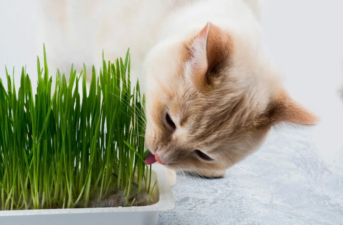Зачем кошкам трава. Трава для кошек пророщенная. Травка для животных пророщенная. Травка для кошек пророщенная. Кот на травке.