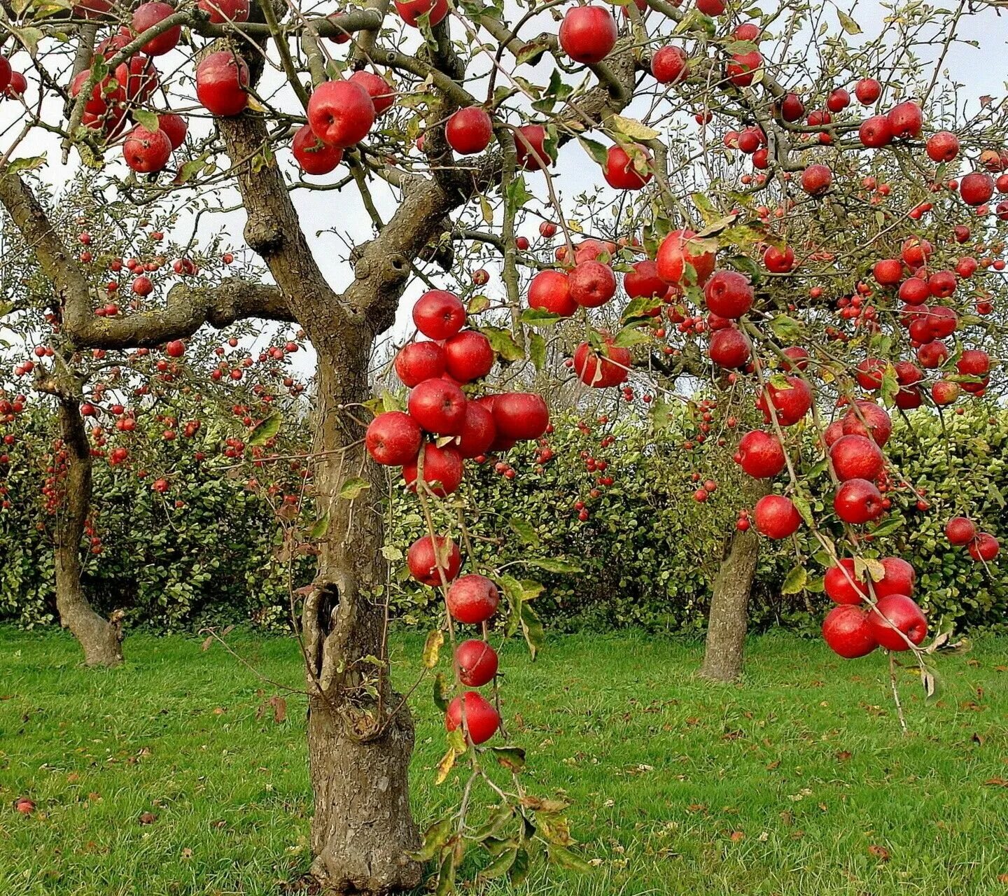 Яблоня хубейская. Яблоня Гала дерево. Фруктовый сад. Яблоки на дереве. 10 плодовых деревьев