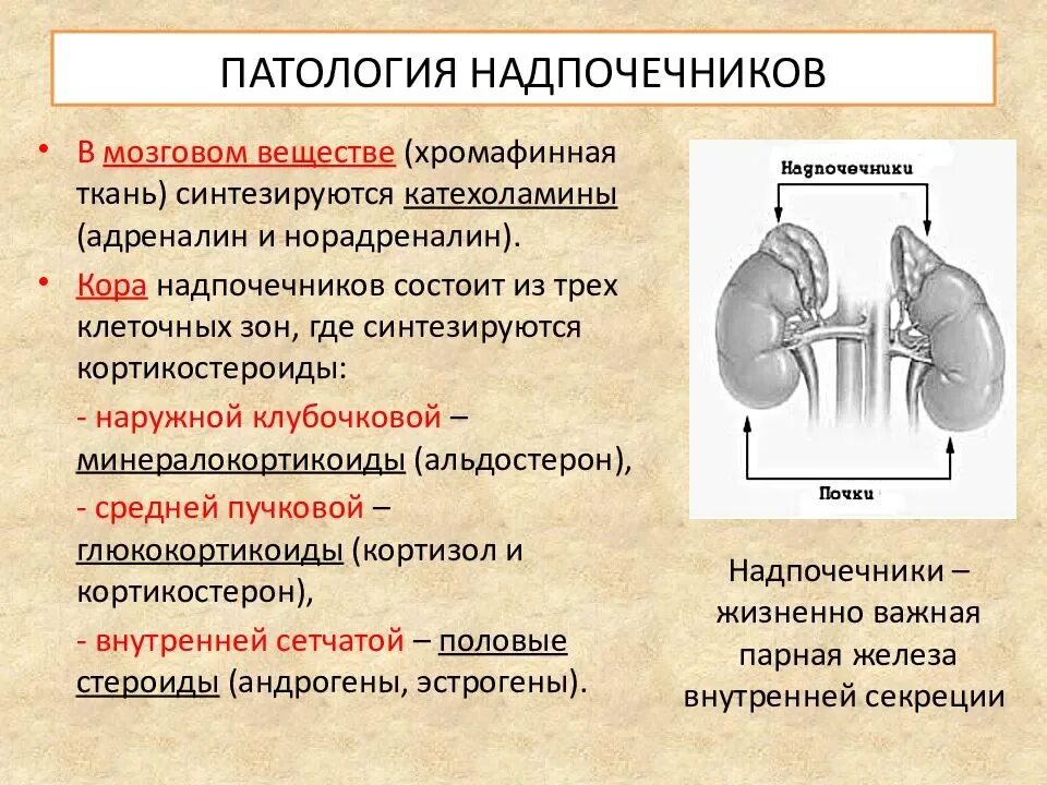 Патология мозгового вещества надпочечников. Расстройства функций мозгового слоя надпочечников. Патология мозгового слоя надпочечников. Нарушение функции надпочечников. Гормоны вырабатываемые мозгом