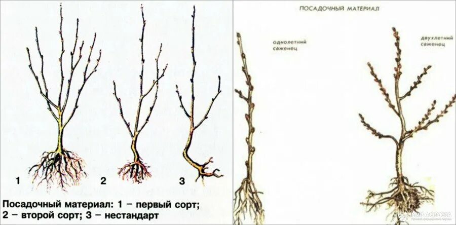 Как должен выглядеть саженец Груша "Медовая": описание сорта, фото, отзывы