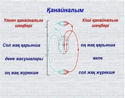 Бес бір порно видео