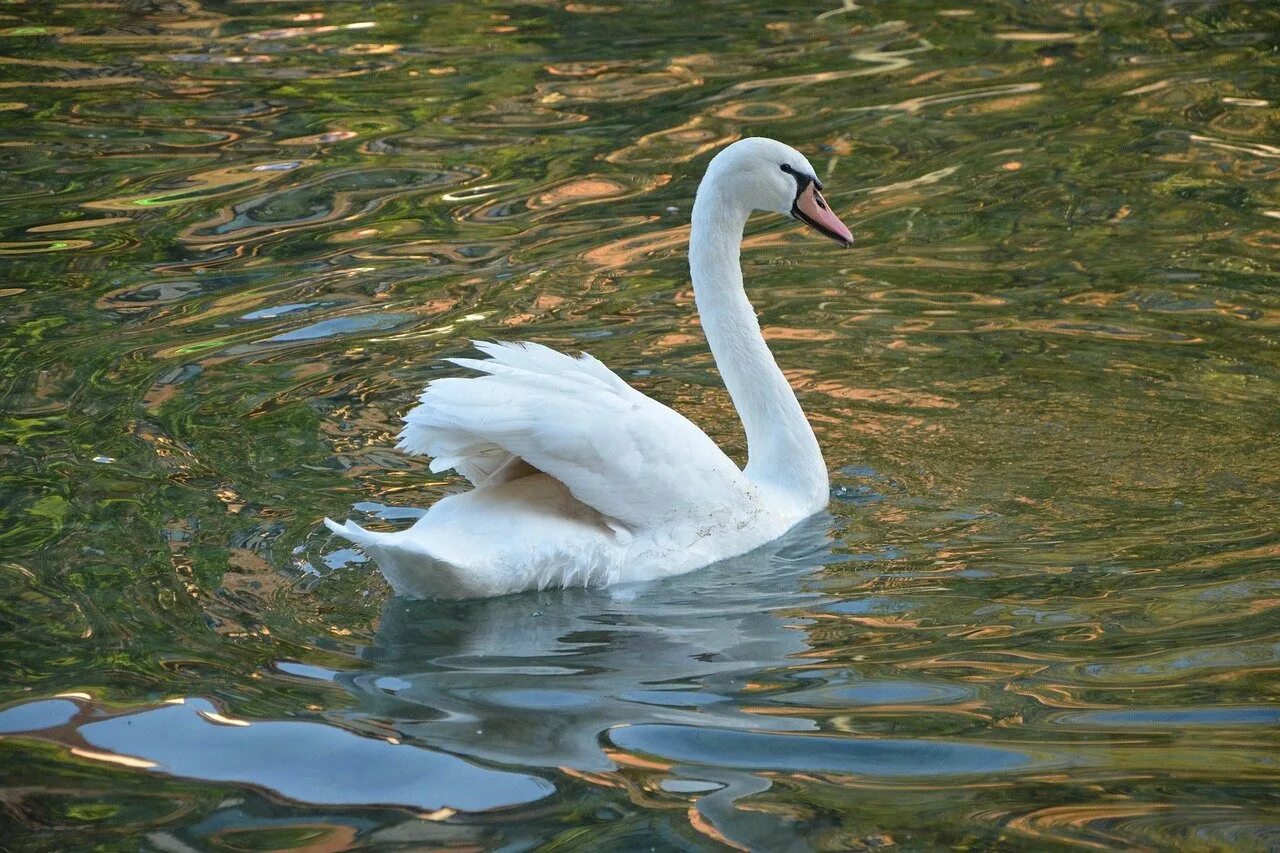 величавые лебеди. лебедь шипун питание. водоплавающие птицы с птенцами лебедь. гусь шипун. величавые лебеди.