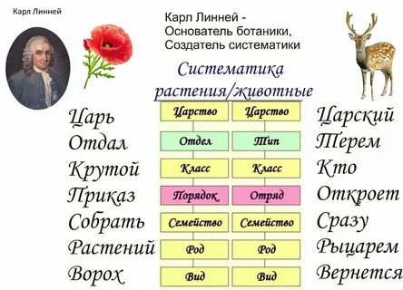 Систематический значение