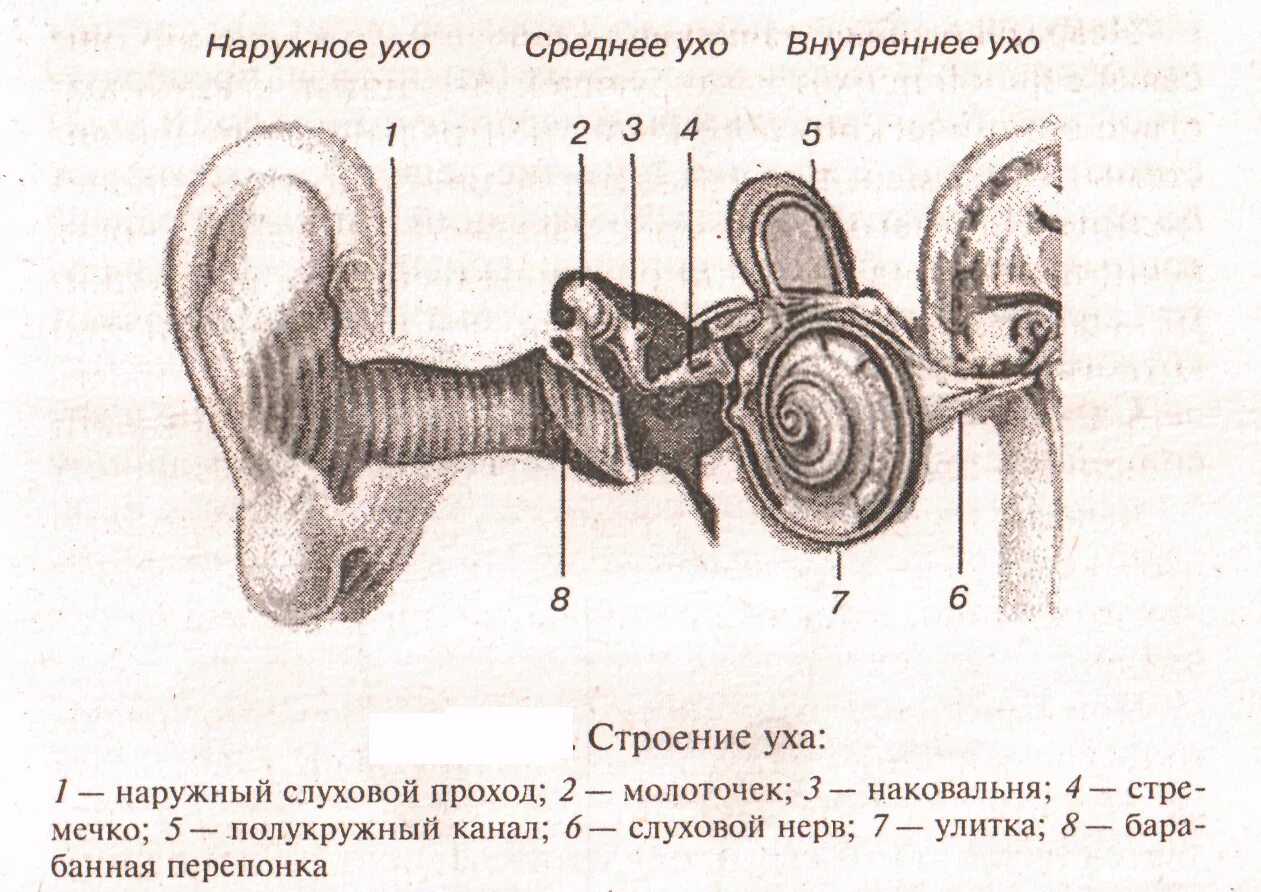 Наружное ухо среднее ухо внутреннее ухо строение. Строение уха наружное среднее внутреннее. Строение слухового анализатора наружное среднее внутреннее ухо. Строение наружного среднего и внутреннего уха анатомия. 3 отдела органа слуха