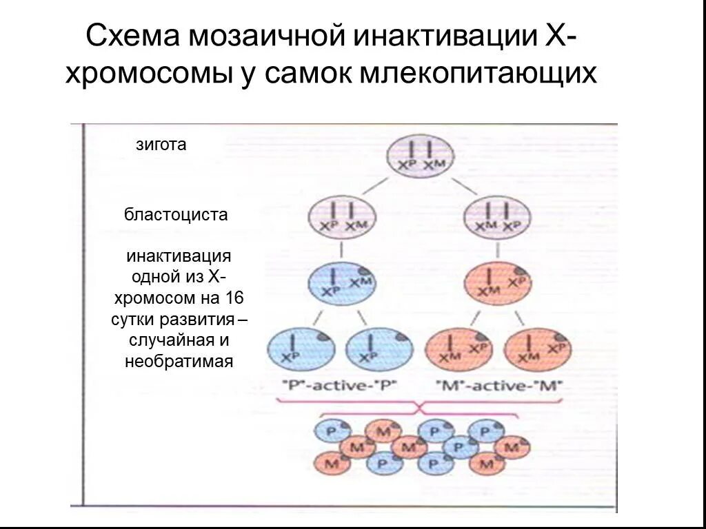 Какие хромосомы в зиготе. Механизм инактивации х хромосомы. инактивация х хромосомы у самок. зигота хромосомы схема. инактивация х хромосомы у женщин.