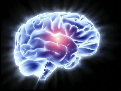 Human brain