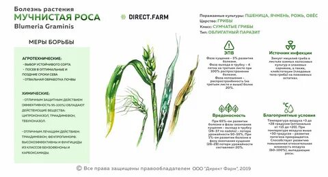 Жизненный цикл культур
