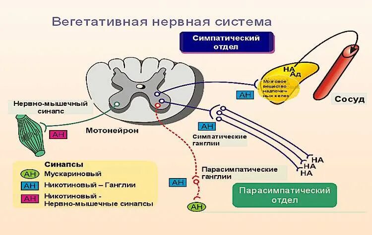 Вегетативная автономная нервная система. Строение вегетативной и соматической нервной системы. Нервная система соматическая и вегетативная схема. Соматический и автономный (вегетативный) отделы нервной системы. Вегетативная нервная система конспект