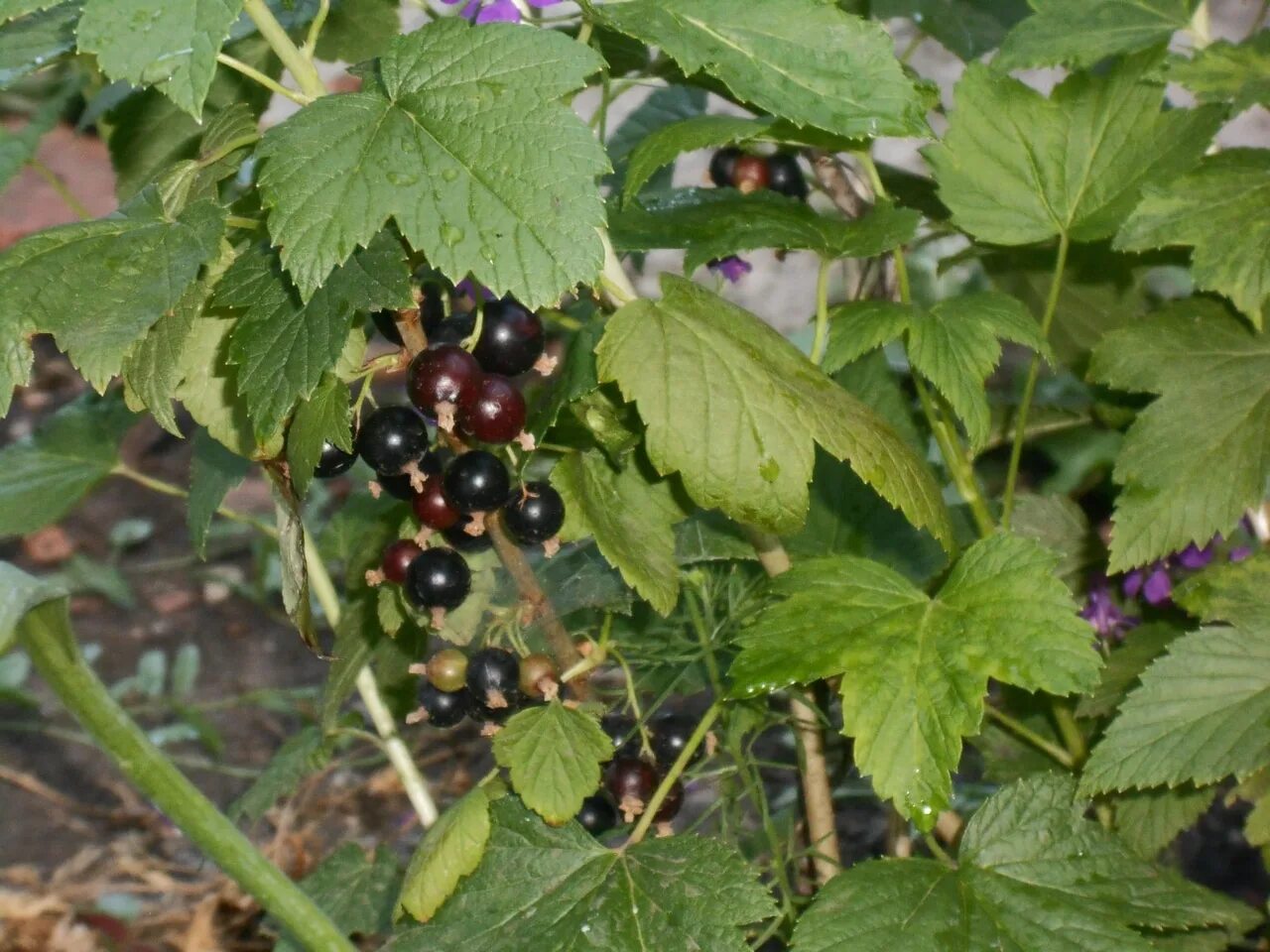 Куст черной смородины цена