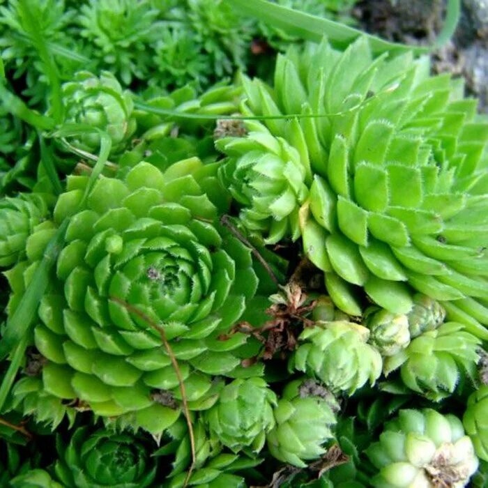 Как называется цветок как шишка. Молодило sempervivum cassiopea. каменный цветок молодило. толстянковые молодило.