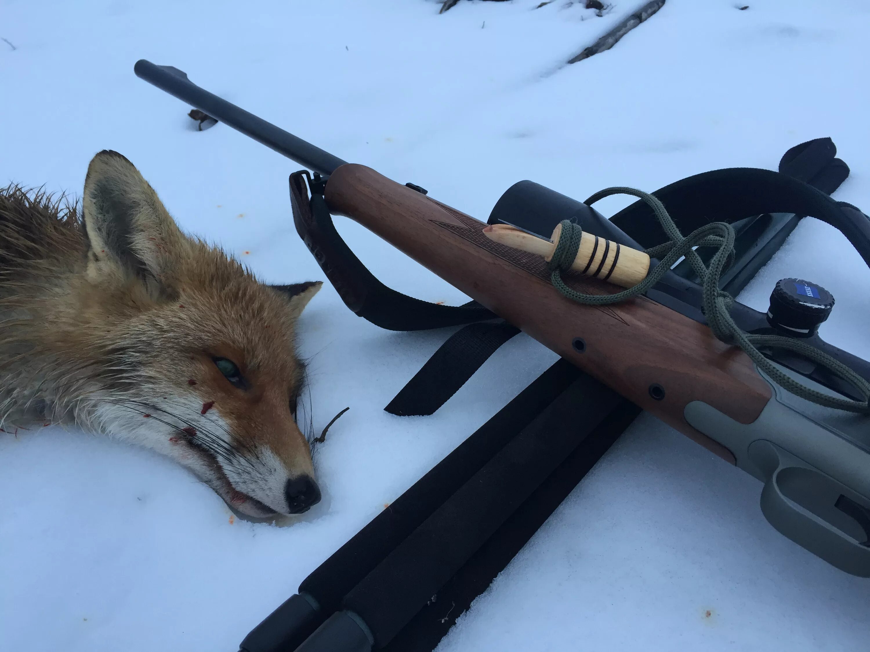 охота на лисицу с манком. охотник с манком. охота на лису с манком раненого зайца. лиса на охоте. охота на лису с манком раненого зайца.