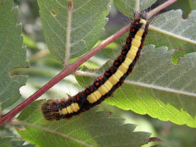 гусеница 1