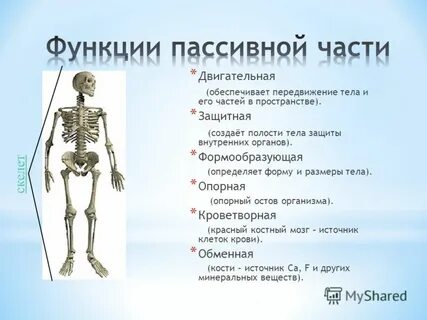 Нарушения скелета