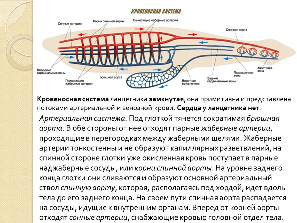 Кровообращение ланцетника. Кровеносная система система ланцетника. Кровеносный стстема ланценьникп. Схема кровеносной системы ланцетника. Артериальная система ланцетника.