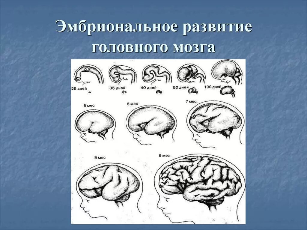 Направления эволюции головного мозга. Развитие головного мозга. Эмбриональное развитие головного мозга человека. Схема развития головного мозга. Формирование головного мозга внутриутробно.