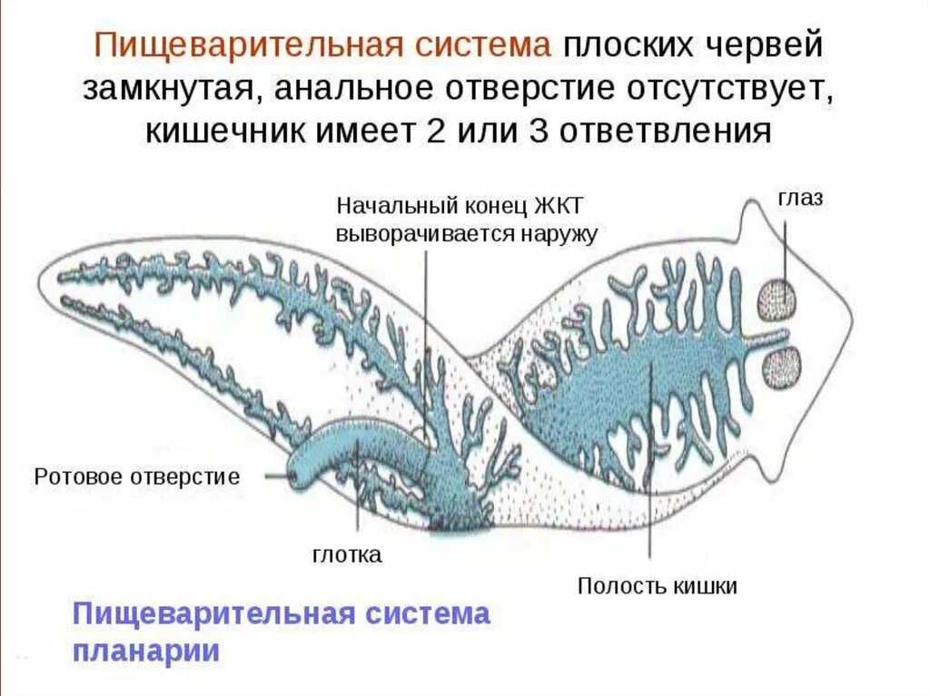 Тип кишечника плоских червей. У плоских червей есть пищеварительная система. пищеварительная система планарии. пищеварительная система плоского червя. сквозная пищеварительная система у плоских червей.