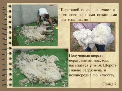 Воск из шерсти овец