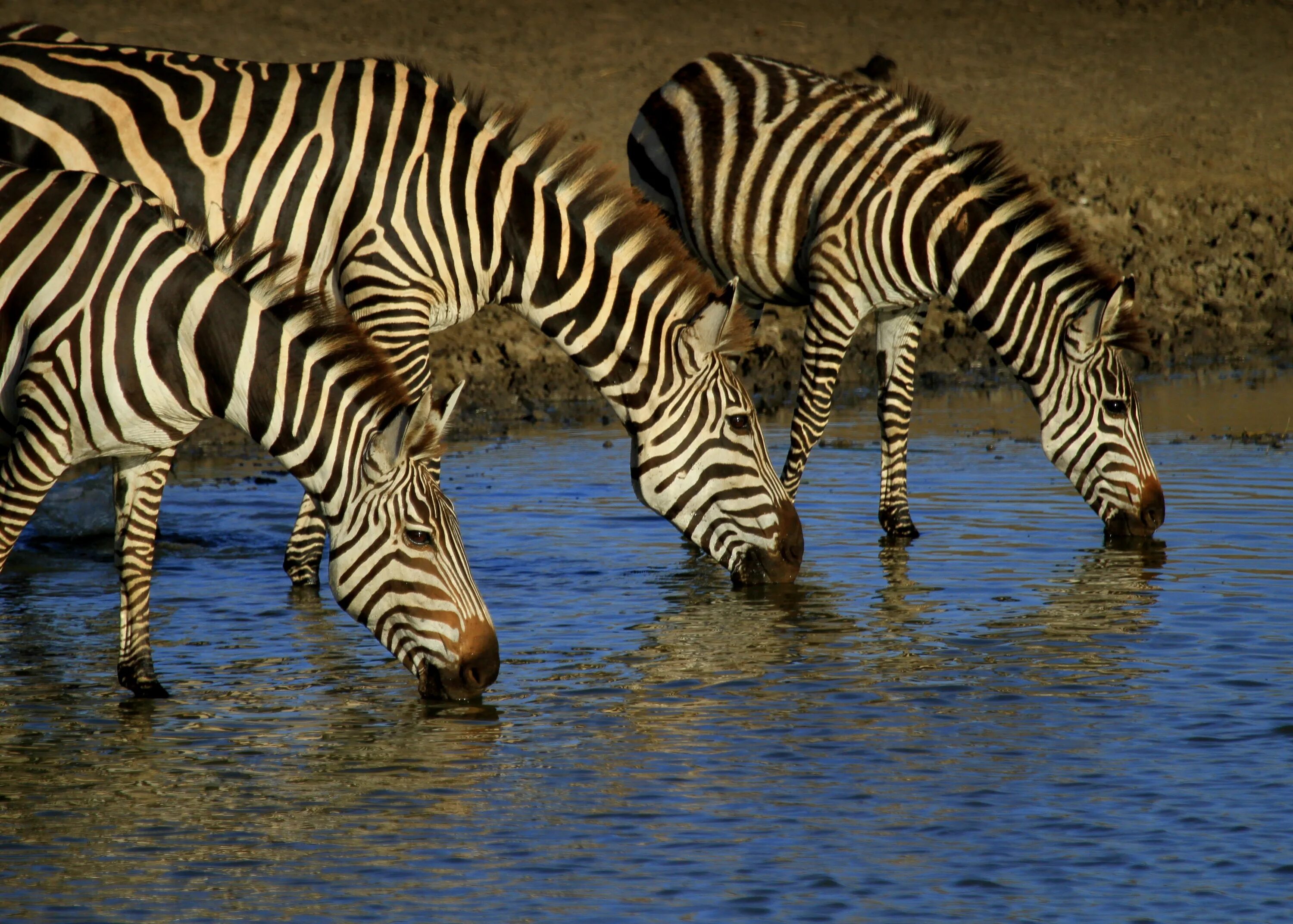 Серенгети сафари водопой. Зебра на водопое. Животные на водопое. Зебра в Африке на водопое. Зебра живет в африке