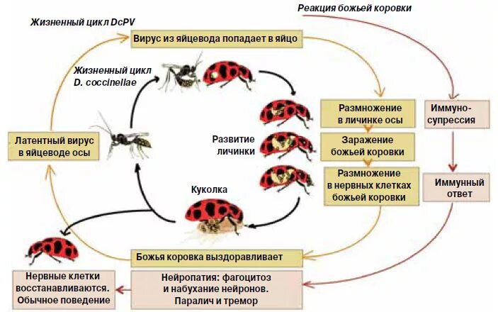 Божья коровка полное или неполное. Цикл развития Божьей коровки. Жизненный цикл развития Божьей коровки. Этапы развития Божьей коровки. Стадии развития Божьей коровки.