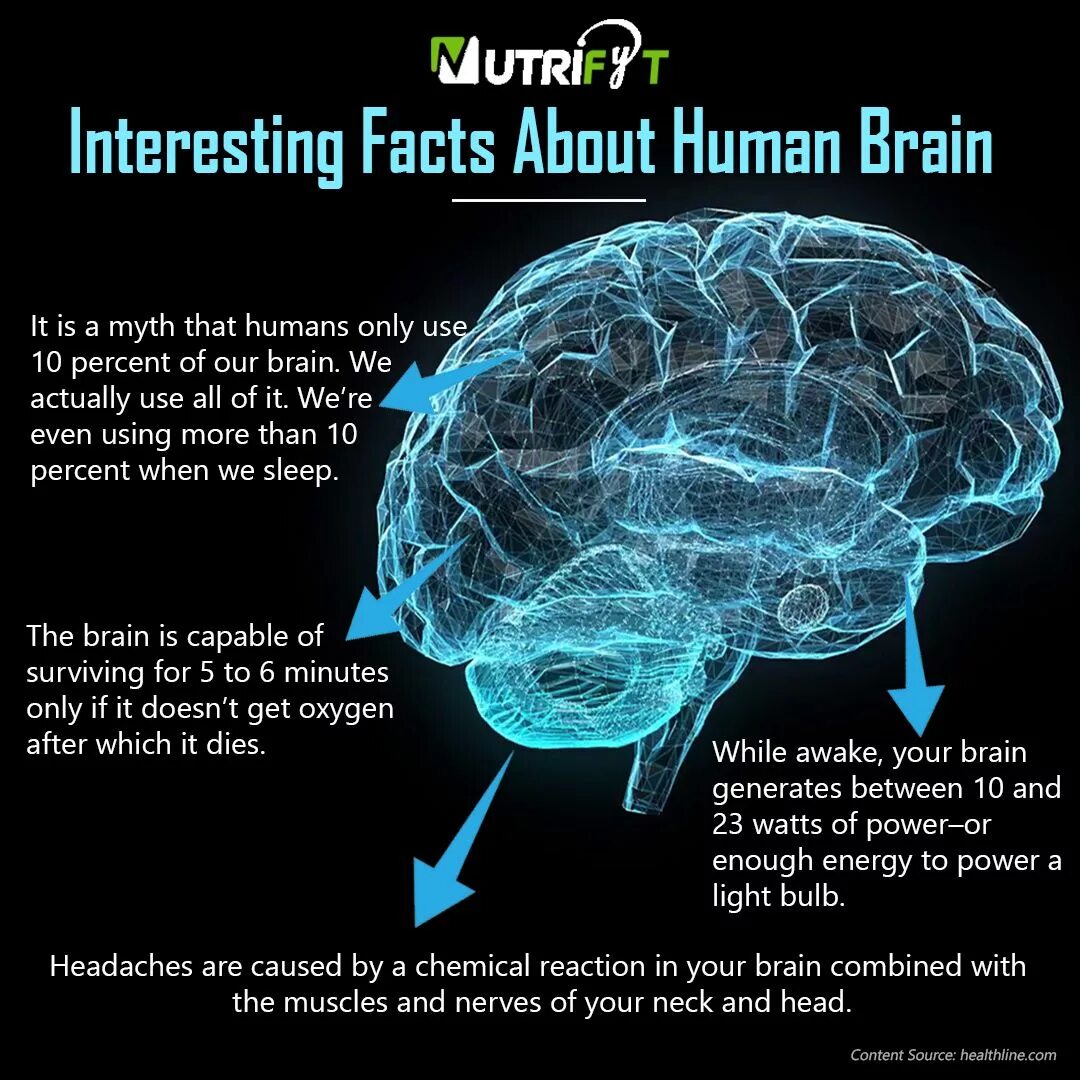 Want brains. Interesting facts about Human Brain. Мозг для презентации. Physical structure of the Human Brain. Наука мозг.