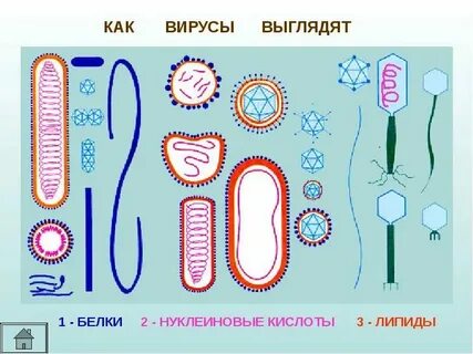 Синтез нуклеиновых кислот вирусов