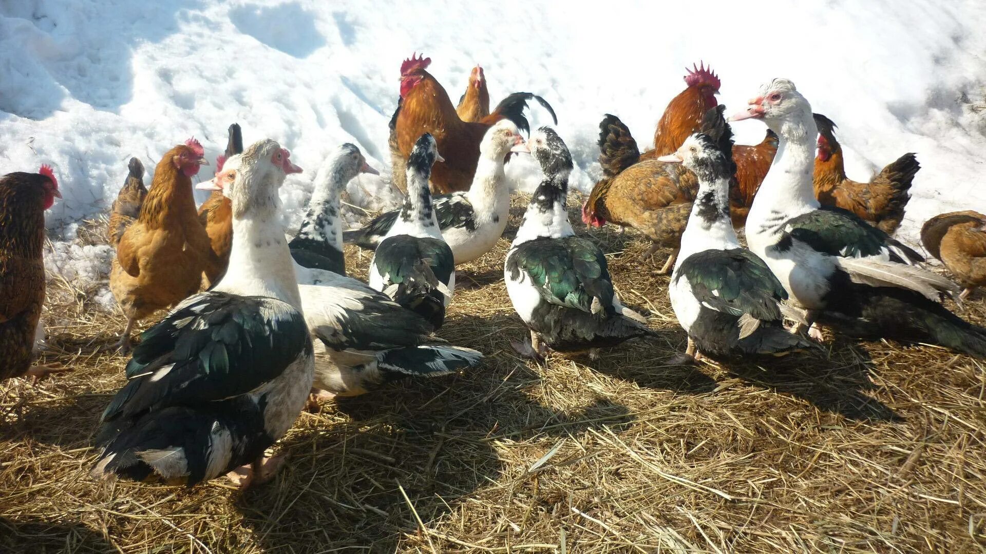 Куры утки фото Ressamın Tavuk ve Horozları