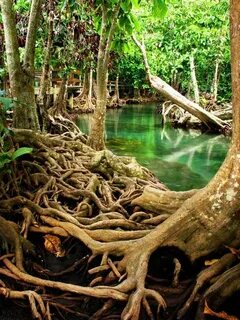 Mangrove tree