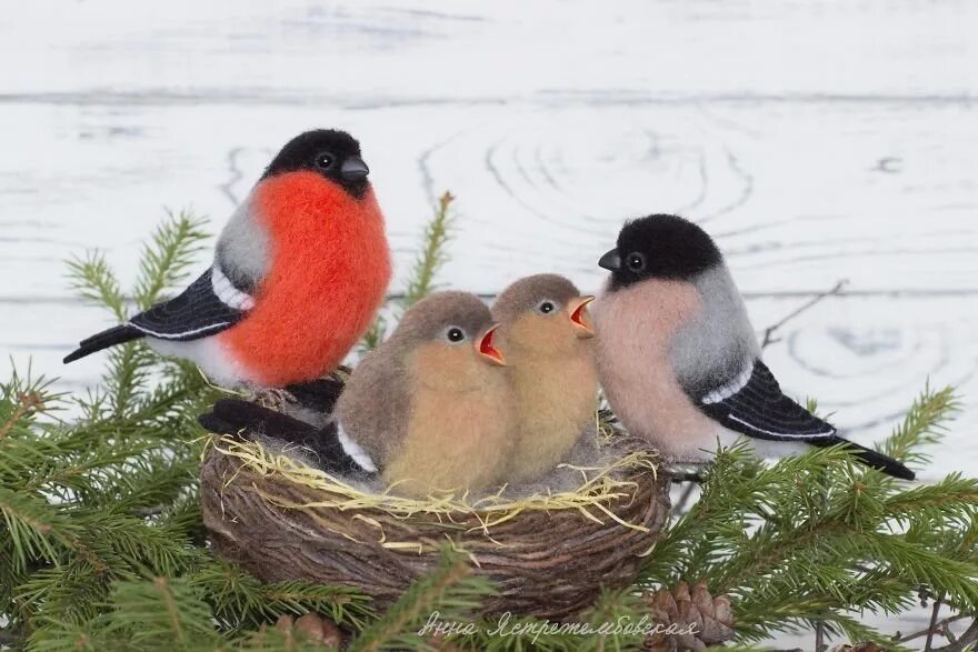 Гнездо снегиря. Снегирь самка птенец. Птенец снегиря. Птенец снегиря. Вывести птенцов снегирей.