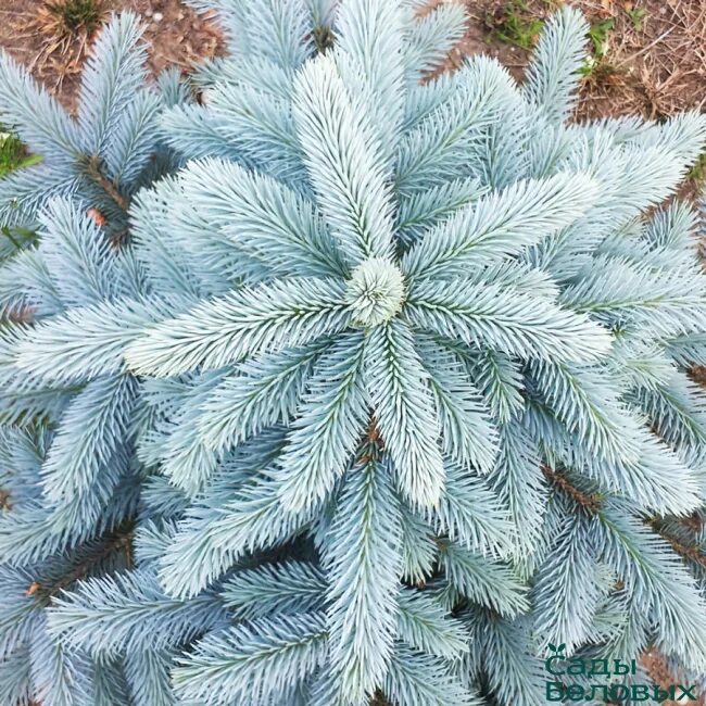 Ель колючая blues. Ель колючая super Blue seedling. Ель Глаука супер Блю. Ель голубая super Blue seedling. Ель колючая Глаука супер Блю.