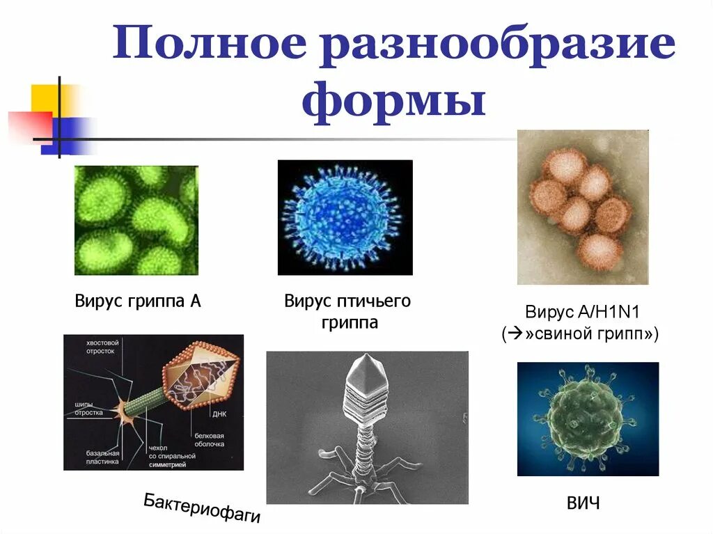 Формы вирусов. Разнообразие вирусов. Вирус разнообразие вирусов. Формы вирусов биология. Представители вирусов биология