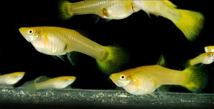 Гуппи берлинский желтохвостый (Guppy German Yellow Tail)