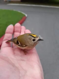 Какие маленькие птицы есть