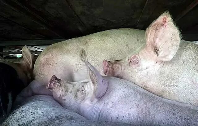 Средний вес свиньи. Вес средней свиньи на забой. Купить свинину живым весам