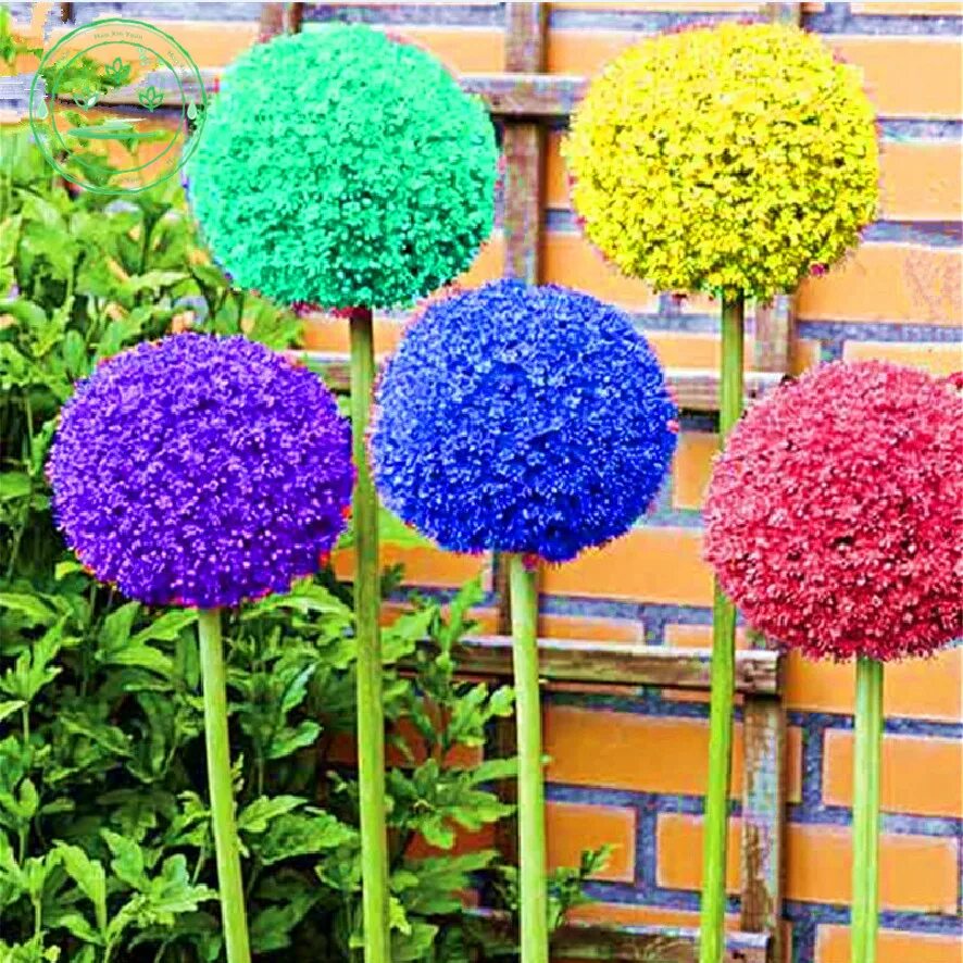 цветы краспедия шаровидная. лук аллиум суворова. цветы шары название. георгины помпонные многолетние. цветы шары название.