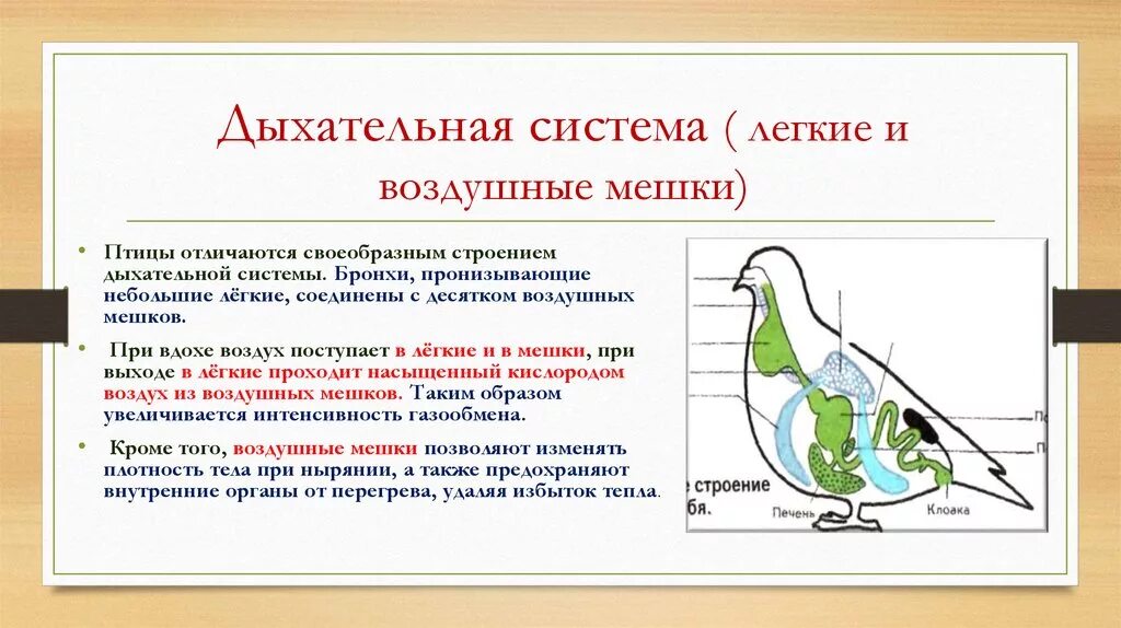 Какую функцию выполняют воздушные мешки у птиц. Схема строения дыхательной системы птиц. биология дыхательная система птиц. дыхательная система птиц акт дыхания. воздушные мешки у птиц.