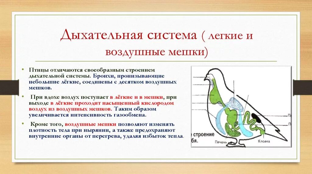 В легкие птиц поступает. Схема строения дыхательной системы птиц. Дыхательная система птиц биология. Дыхательная система птиц акт дыхания. Воздушные мешки у птиц.