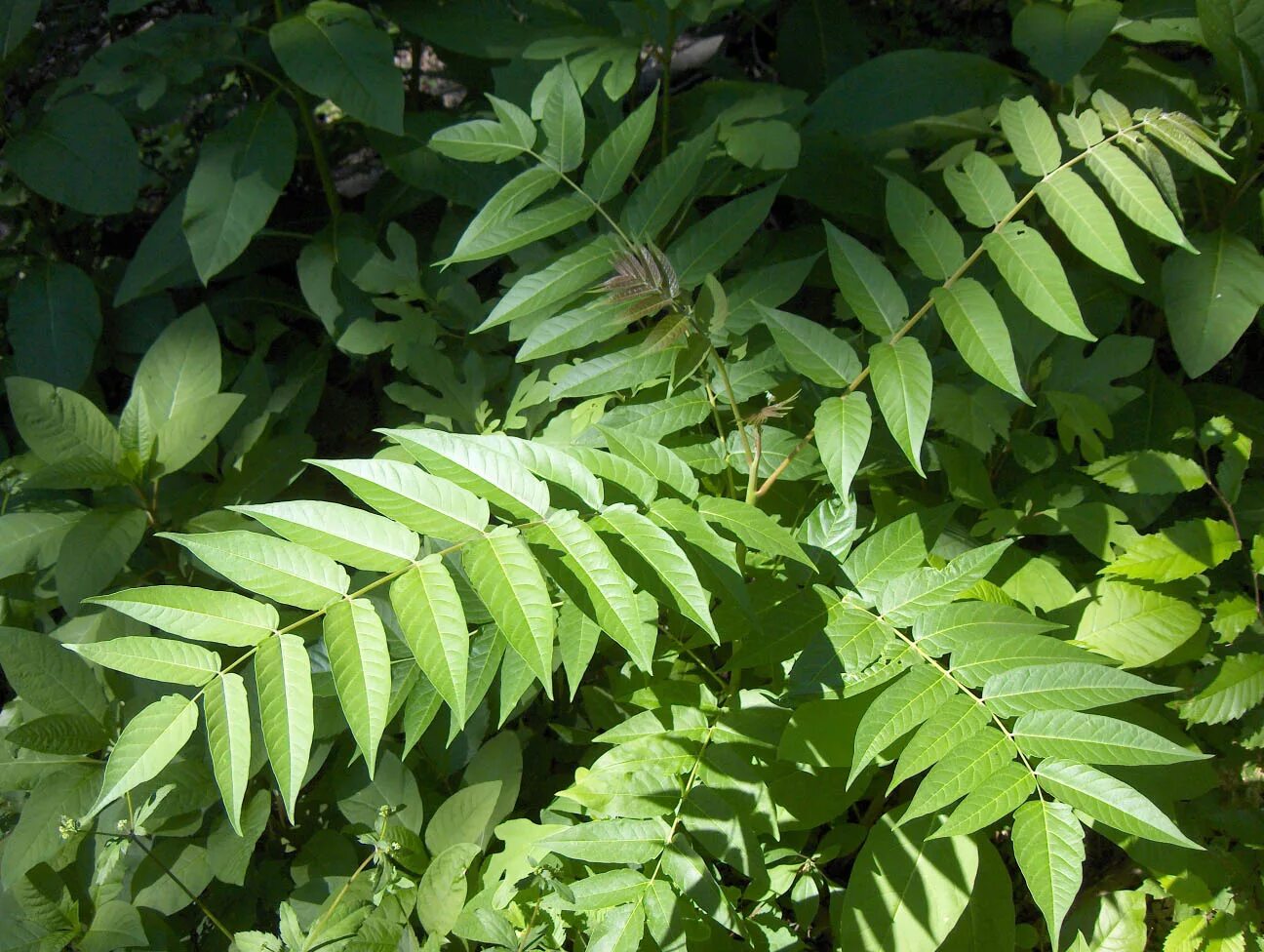 Листья кустов фото с названиями. Ailanthus altissima растение. Айлант медонос дерево. Ailanthus altissima Айлант высочайший. Айлант китайский ясень.