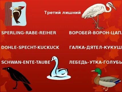 Неприкосновенные птицы лебедь и грачи