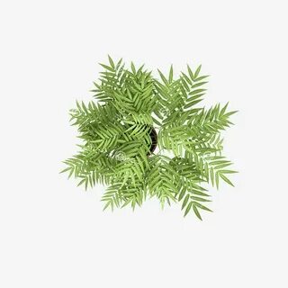 Top plant