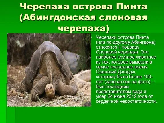 Вымершие животные и растения. Абингдонская слоновая черепаха причина вымирания. Животные исчезнувшие по вине человека. Животные исчезнувшие с нашей планеты. Черты приспособленности слоновых черепах