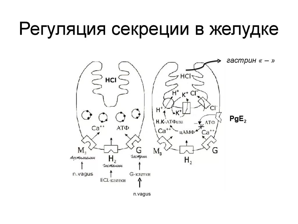 Sec система секреции. Регуляция желудочной секреции. секреция желудка. регуляция секреции жкт. типы желудочной секреции.