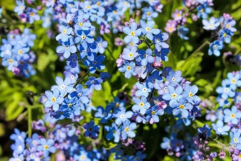 Весной проглянет голубенький глазок незабудки