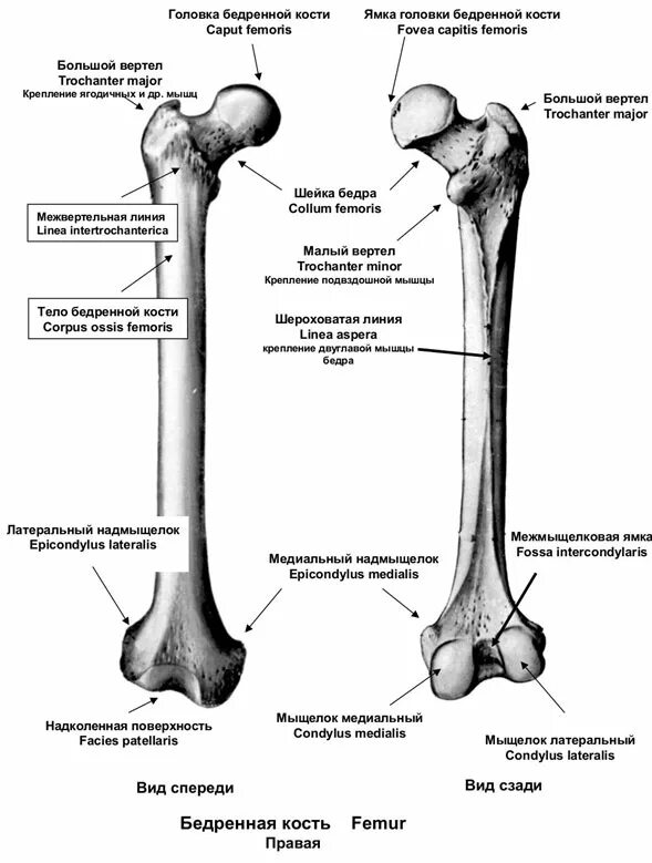 femur Quiz