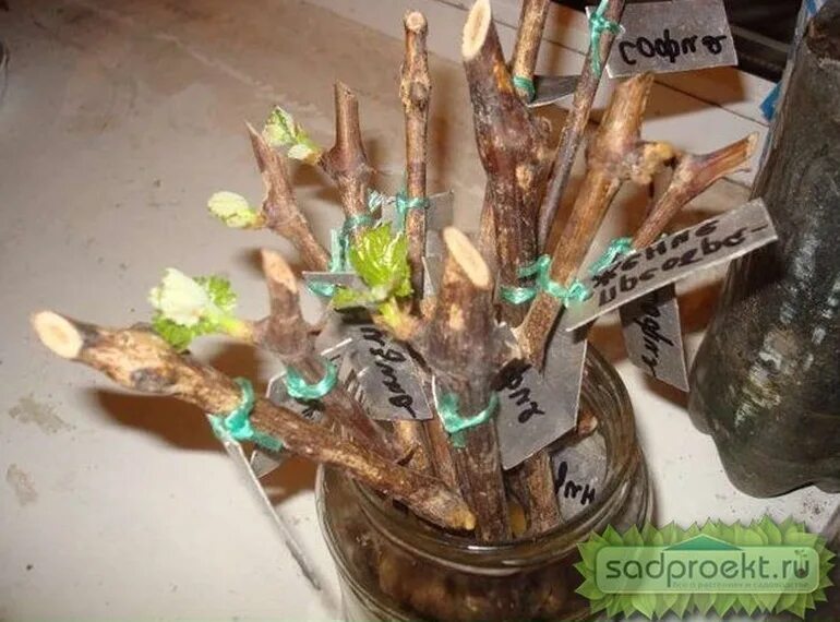 проращивание черенков винограда в воде