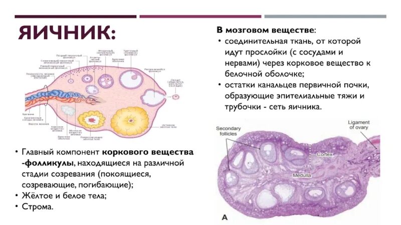 Корковое вещество фолликула. Корковое и мозговое вещество яичника. Корковое вещество яичника. Фолликулы различной степени зрелости. Находится в фолликуле