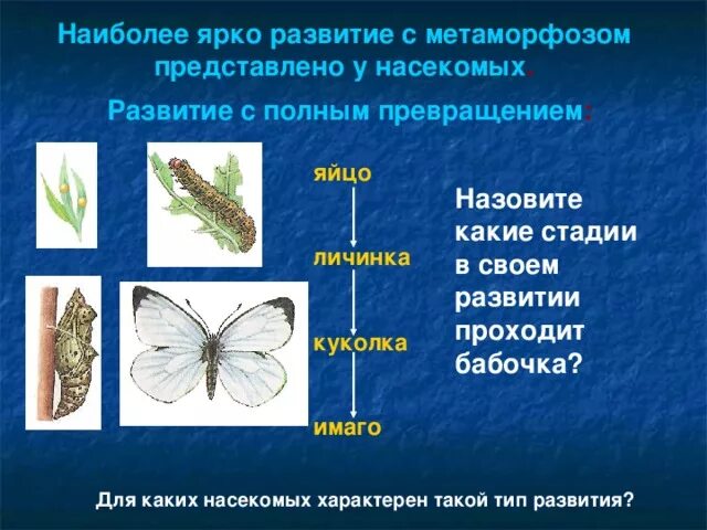 Какой тип развития характерен для европейского. Цикл развития насекомых с неполным превращением. Развитые полным преврощении. Развитие насекомых с полным превращением. Полное превращение бабочки.