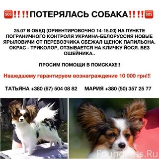 Породы плюсы